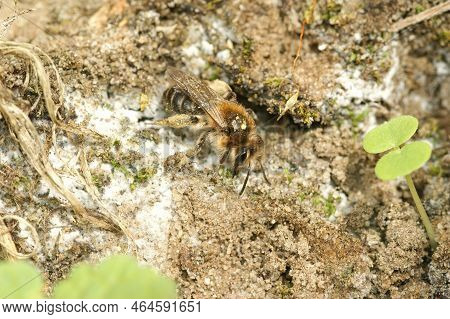 Closeup On A Female Of The Sandpit Or Bearder Mining Bee, Andrena Barbilabris Crawling On The Ground