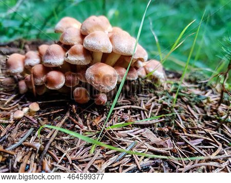 Fresh Wild Mushrooms Out Of The Forest