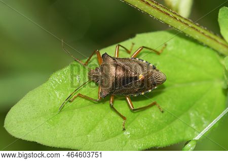 Natural Closeup On An Adult Red-legged Shieldbug, Pentatoma Rufpies, Sitting On A Green Leaf