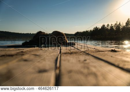 Dog Lovers Lying On A Jetty And Looking At The Lake In Sweden. Goldendoodle And Mixed Breed. Animal 