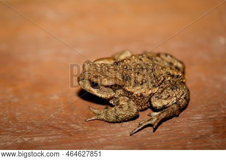 A Common Toad, Bufo Bufo Which Ventured Out Onto The Terrace In The Evening.