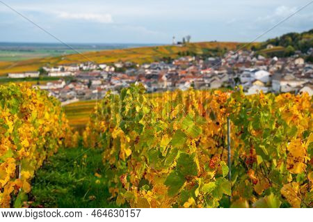 Autumn View On Colorful Grand Cru Champagne Vineyards Near Moulin De Verzenay, Pinot Noir Grape Plan