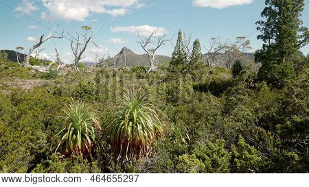 Wide Shot Of Pandani Plants Growing At The Labyrinth In Tasmania