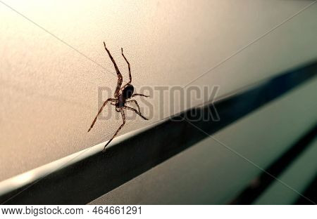 Live Spider Crawling On Window In House