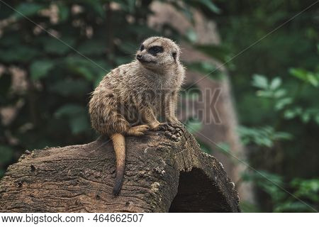 Meerkat Sitting On A Tree Trunk In A Zoo