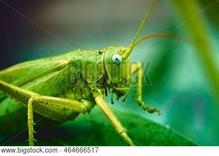 Macro Photo Of A Nymph On Green Leaf, Extreme Close Up Photo Grasshopper On Green Leaf