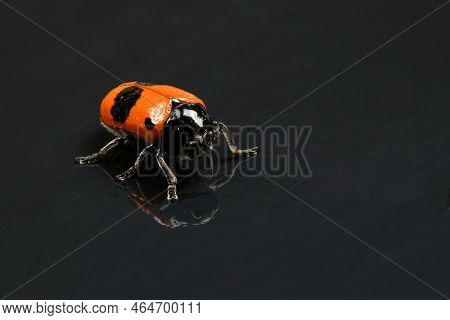 The Burying Beetle (nicrophorus Vespilloides) On Mirror Background. High Resolution Photo. Full Dept