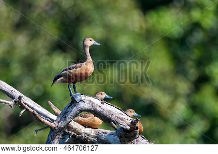 Lesser Whistling-duck Or Dendrocygna Javanica Perches On A Tree