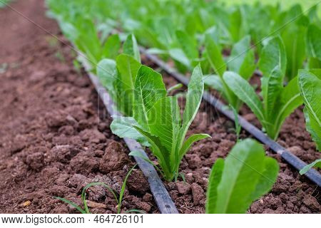 Fresh Organic Green Cos Lettuce Growing On A Natural Farm. Close Up Fresh Green Romaine Or Cos Lettu