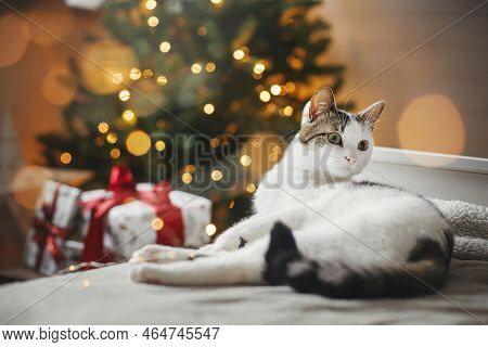 Merry Christmas! Cute Cat Relaxing On Cozy Bed On Background Of Christmas Tree With Golden Lights An