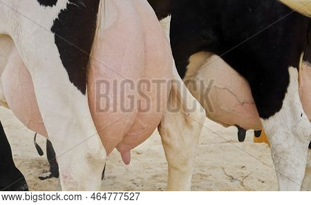 The Udder Of Cows On The Farm In The Stall. The Udder Of Dairy Breeds Of Cows In The Study.
