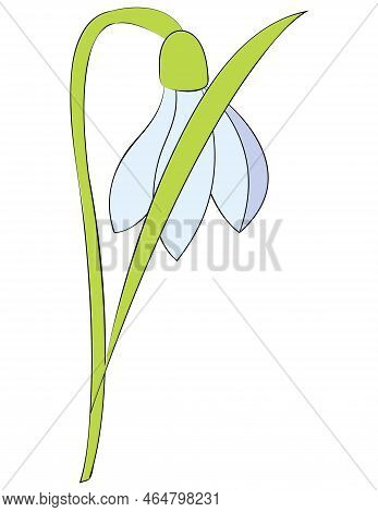 Snowdrop Flower. Flat Style. Vector Illustration Isolated On White Background.