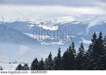 Winter Landscape With Dark Spruse Trees Of Snow Covered Forest In Cold Mountains.