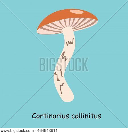 Flat Vector Of Cortinarius Collinitus Mushroom Isolated On Blue Background.