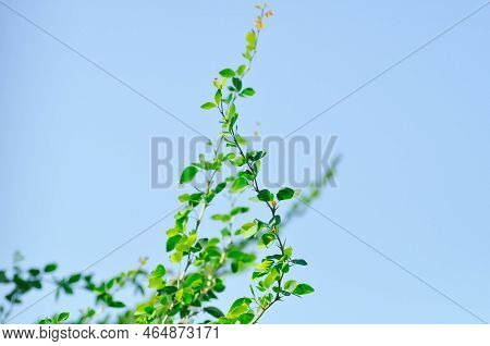 Pithecellobium Dulce Roxb Benth,madras Thorn, Manila Tamarind, Fabaceae Plant And Sky Background