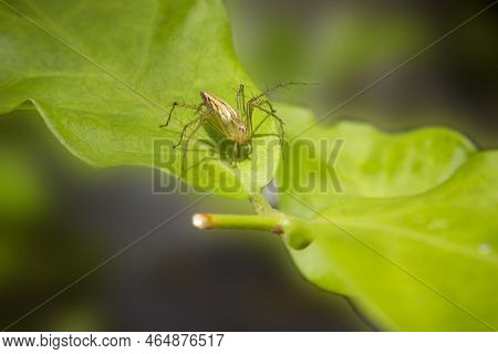 Lynx Spider On A Green Leaf. A Species Of Spider.