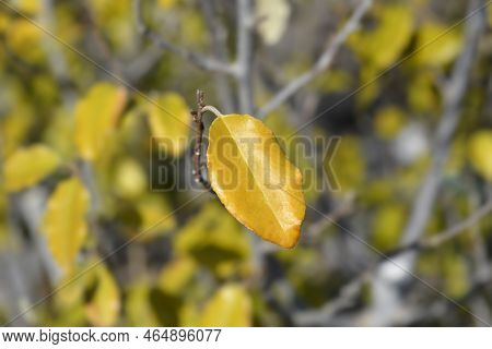 Ebbinges Silverberry Branch With Leaves In The Spring