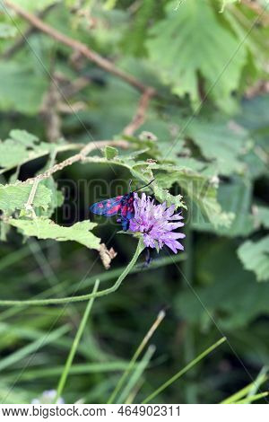 View Of Zygaena Butterfly