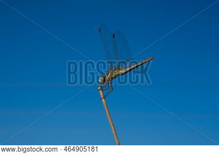 Sympetrum Flaveolum Or Dragonfly On Blue Sky Background.
