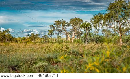 A Hakea Tree Stands Alone In The Australian Outback During Sunset. Pilbara Region, Western Australia
