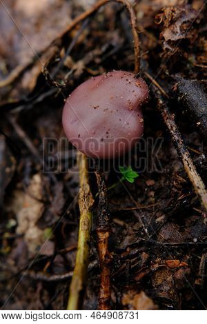 Amazing Edible Mushroom Lepista Nuda Commonly Known As Wood Blewit In Autumn Forest. Ukraine, Europe