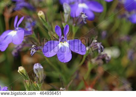 Blue Lobelia, Lobelia Erinus Of Unknown Variety, Flowers In Close Up With A Blurred Background Of Le