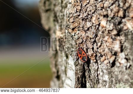 Red Beetle With Black Ornament On Bark Of Tree On Blurred Colorful Background