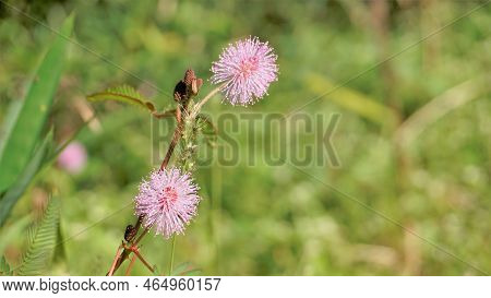 Closeup Of Flower Of Mimosa Pudica. The Sensitive Plant, Sleepy Plant With Green Foldable Leaves Bac