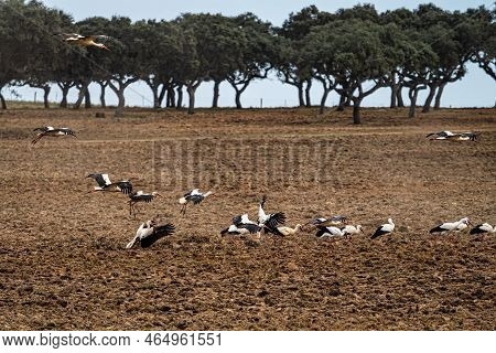 White Storks, Ciconia Ciconia Walking On A Plowed Field At Villa Del Rey, Extremadura, Spain. Big Wh