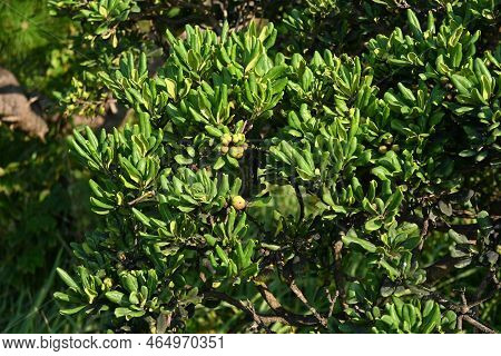 Japanese Cheesewood ( Pittosporum Tobira ) Berries. An Evergreen Shrub That Grows Near The Coast, It