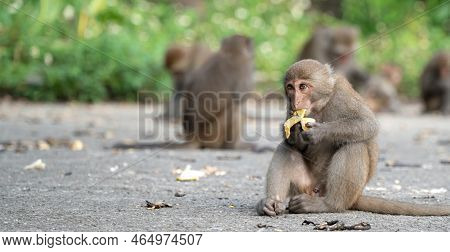 Formosan Macaque, Formosan Rock Monkey Also Named Taiwanese Macaque In The Wild.