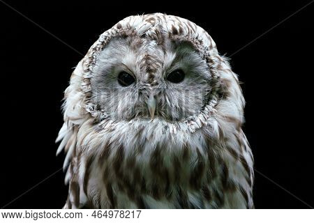 Ural Owl (strix Uralensis). Nocturnal Owl On Black Background