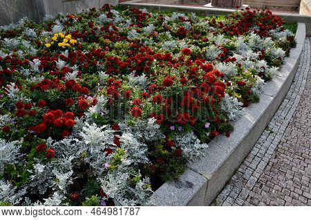 Crazy Annual Bed With A Pink-orange Combination Of Flowers. Large Retaining Walls Of Rounded Sandsto