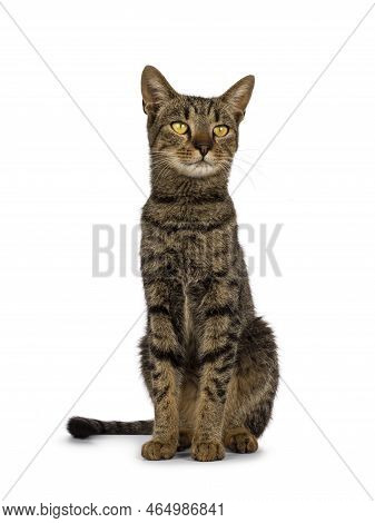 Beautiful Golden Brown Tabby House Cat, Sitting Up Elegant Facing Front. Looking Straight Ahead Away