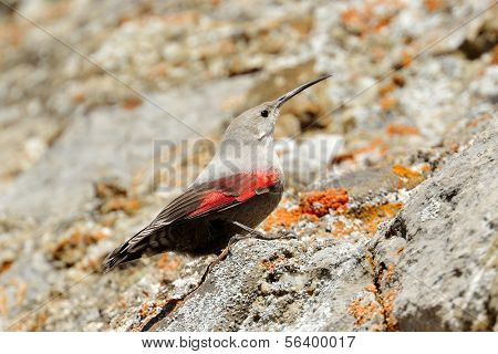 Wallcreeper (Tichodroma muraria) ในธรรมชาติ
