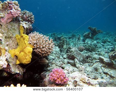 Frogfish