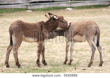 Burros