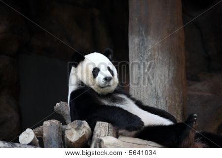 ChuangChuang Panda Chiangmai