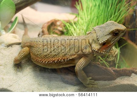 Un grand lézard brun