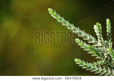 Regelia Velutina 葉 #2