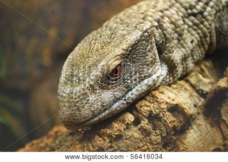 Un grand lézard gris