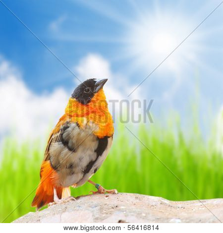The Red Bishop (Euplectes orix) singing against sunny sky.. Closeup with shallow DOF. 