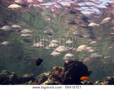 Mojarras