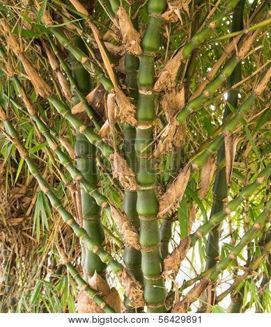 Bamboo Tree