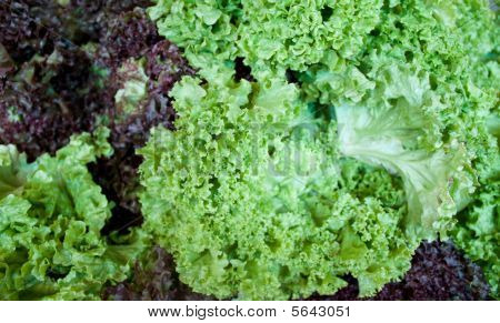 green salad
