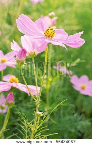 Cosmos Pink Flower