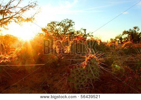 Morning Cacti