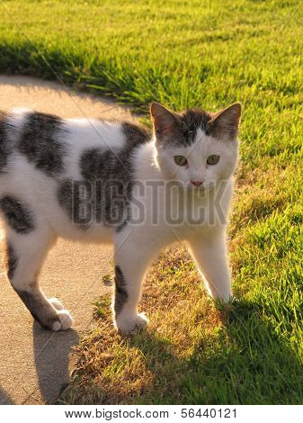 Gato