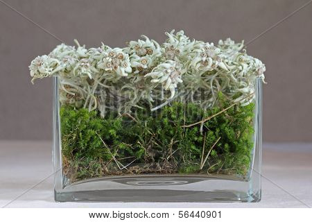 A vase of mountain flower - Edelweiss (Leontopodium alpinum) in Austria
