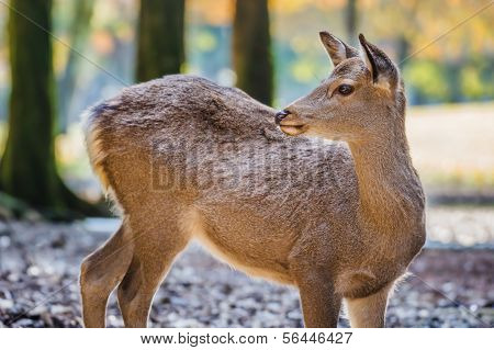Sika Deer At Tamukeyama Hachimangu Shrine In Nara
